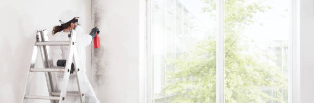 Best Basement Mold Removal  in Rutland, VT