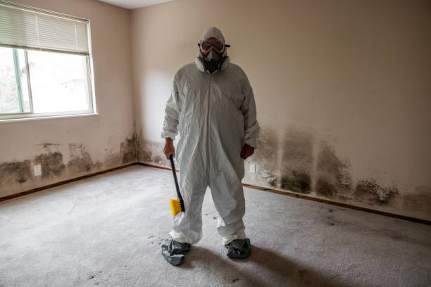 Mold Odor Removal Services in Rutland, VT